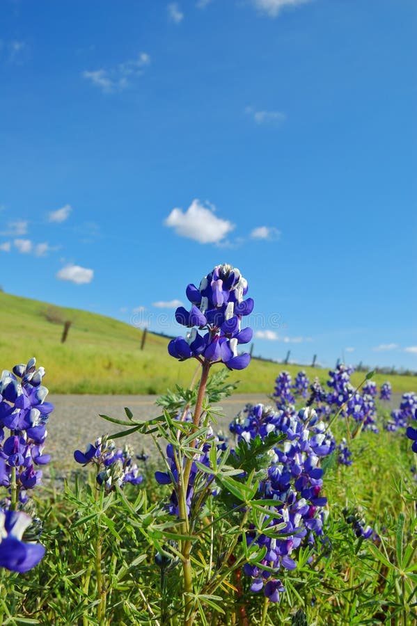 Forest of wildflwers