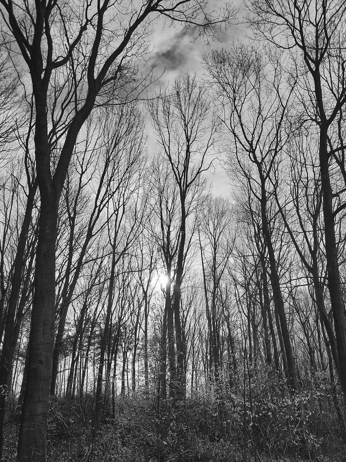 Forest in Winter, Dramatic Photography in Black and White Stock Image