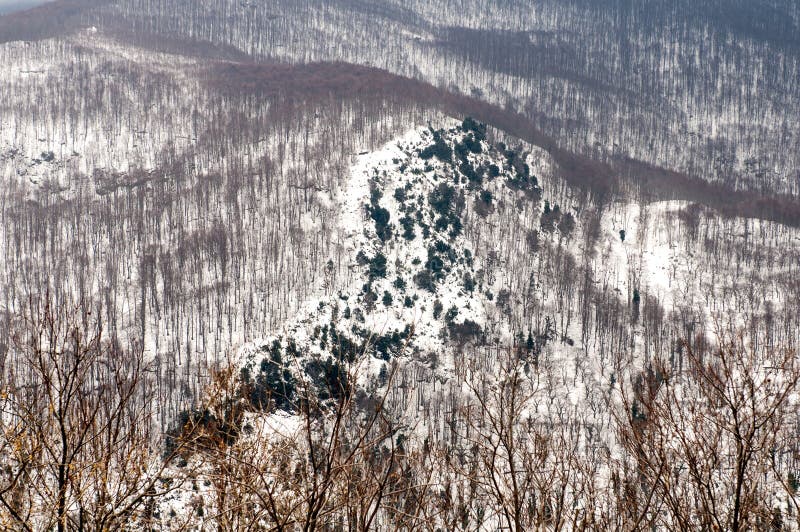 Forest in winter