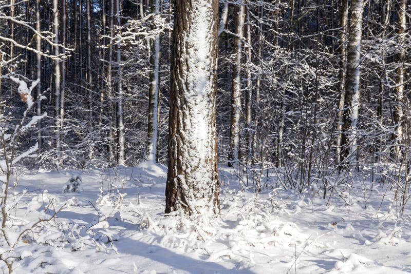 Forest in winter