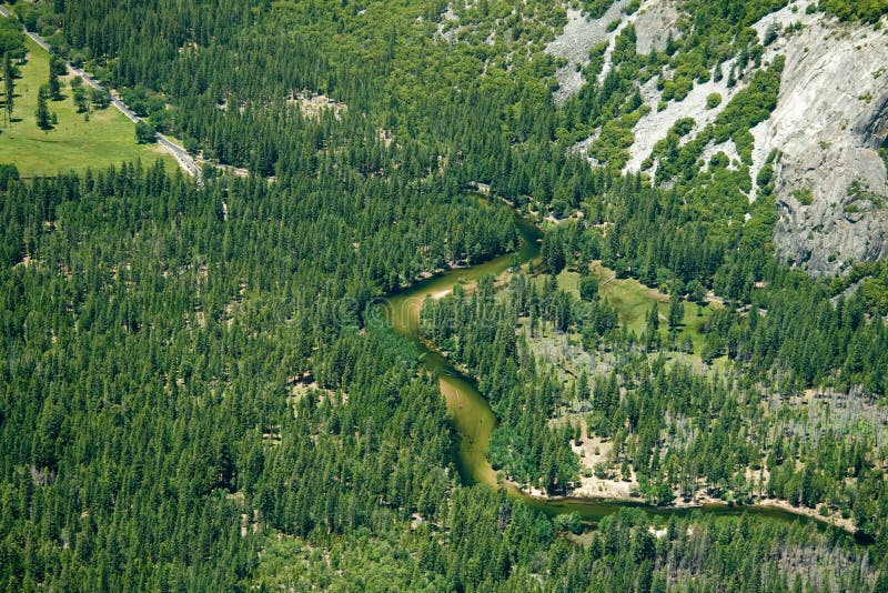 Forest in Yosemite National Park