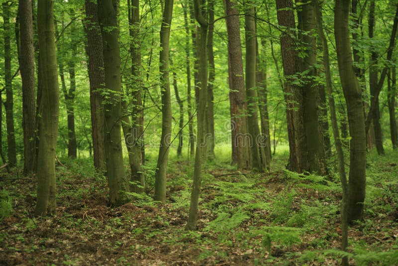 Foresta fotografia stock libera da diritti