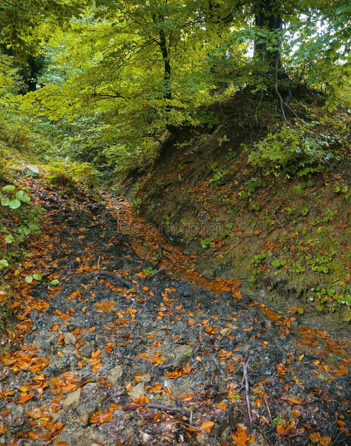 Foresta immagine stock libera da diritti