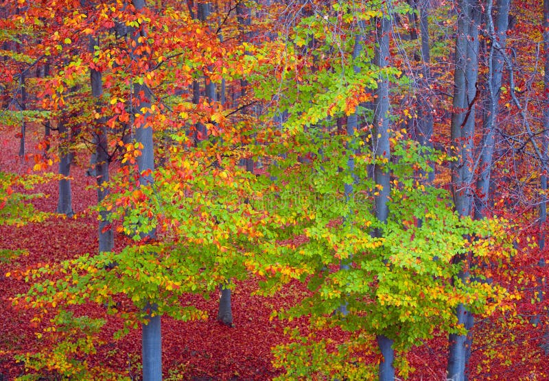 foresta immagini stock libere da diritti