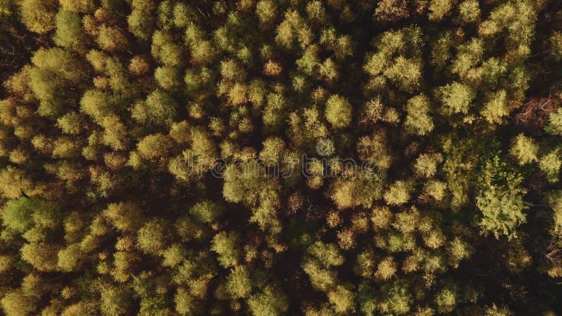 Foresta autunnale di betulla d'oro dall'alto. vista aerea. luce d'oro e foglie