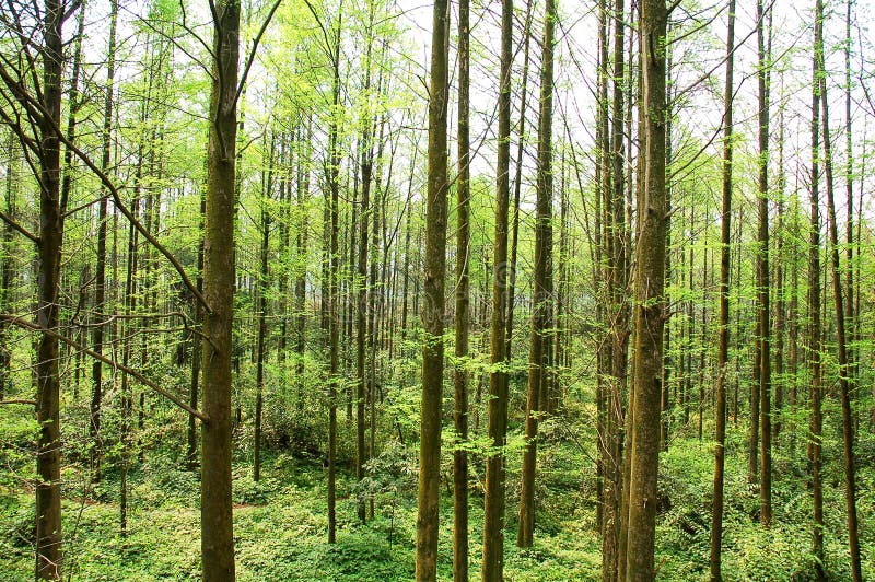 Foresta cinese fotografie stock Foresta cinese fotografie stock