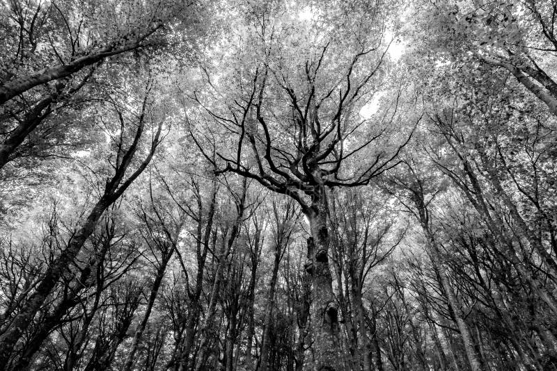 Foresta con gli alberi molto espressivi fotografie stock Foresta con gli alberi molto espressivi fotografie stock