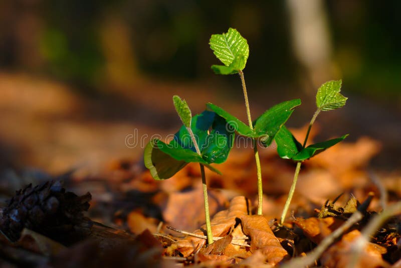 Foresta crescente della primavera immagine stock libera da diritti Foresta crescente della primavera immagine stock libera da diritti