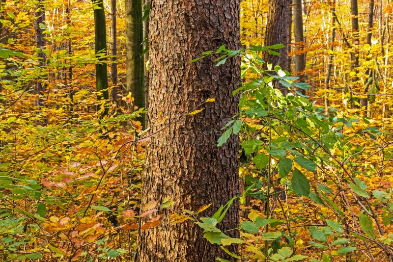 Foresta d'autunno fotografia stock