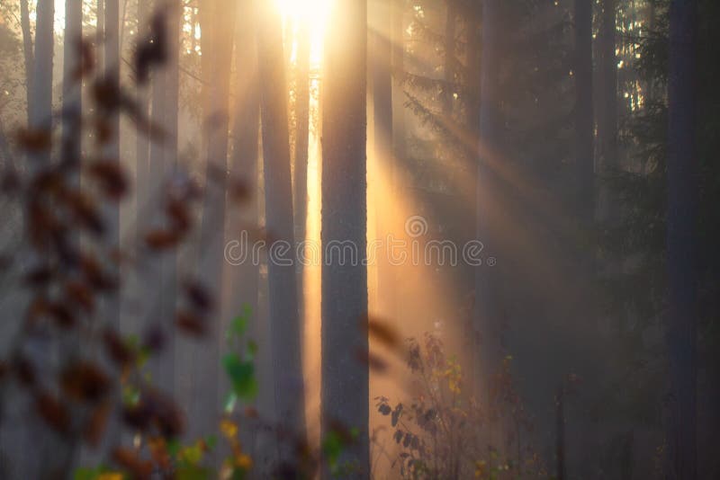 Foresta d'autunno Scenografia naturale alla luce del sole Sorprendenti fasci di sole luminosi nelle foreste nebulose Scena di cad immagine stock Foresta d'autunno Scenografia naturale alla luce del sole Sorprendenti fasci di sole luminosi nelle foreste nebulose Scena di cad immagine stock