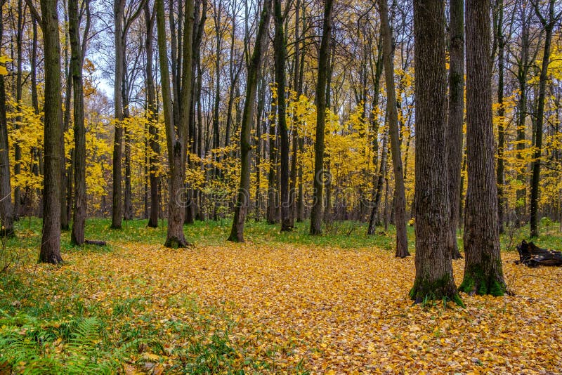 Foresta d'oro a fine autunno in una giornata nuvolosa La bellezza naturale della natura russa immagini stock Foresta d'oro a fine autunno in una giornata nuvolosa La bellezza naturale della natura russa immagini stock
