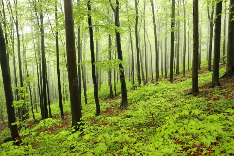 Foresta decidua di primavera nella nebbia fotografie stock libere da diritti Foresta decidua di primavera nella nebbia fotografie stock libere da diritti