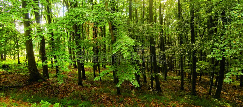 Foresta degli alberi di faggio a luce del giorno della molla fotografie stock Foresta degli alberi di faggio a luce del giorno della molla fotografie stock