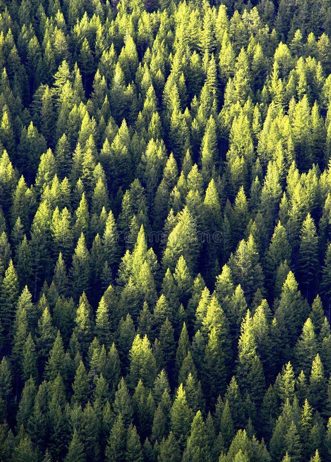 Foresta degli alberi di pino
