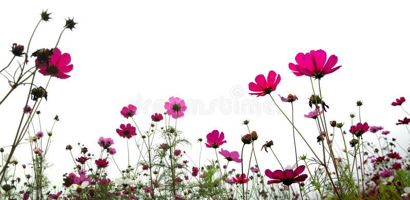 Flower (Forest of Flowers ) with white sky. Flower (Forest of Flowers ) with white sky