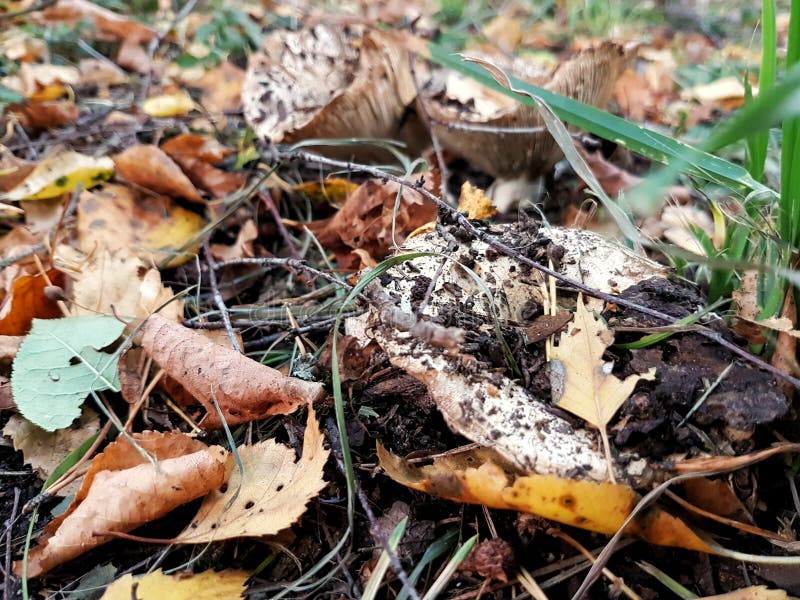 Foresta dei funghi faccio il modo da sotto la terra fotografia stock libera da diritti