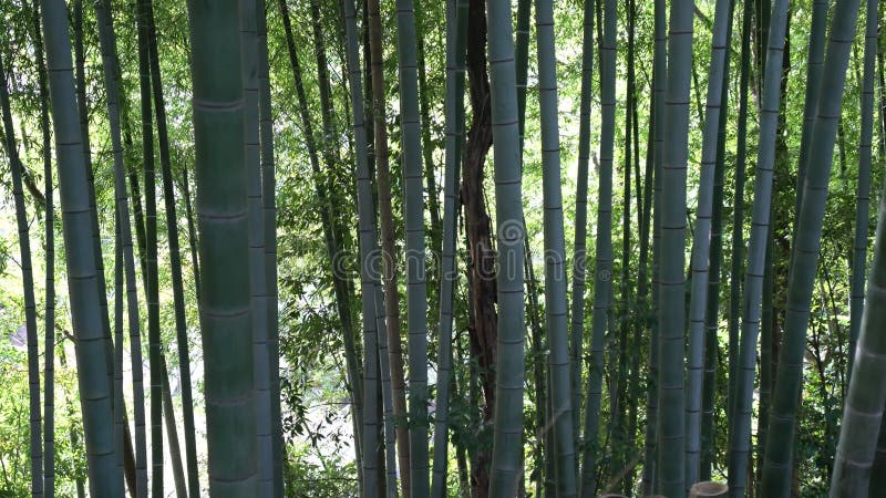 Foresta del germoglio del germoglio di bambù o del bambù e del bambù