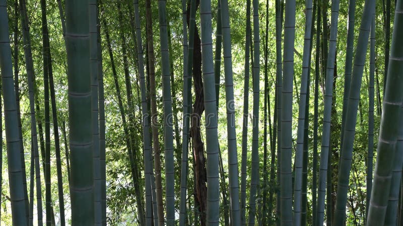Foresta del germoglio del germoglio di bambù o del bambù e del bambù