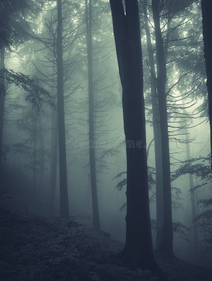 Mysterious dark pine tree forest with fog. Mysterious dark pine tree forest with fog