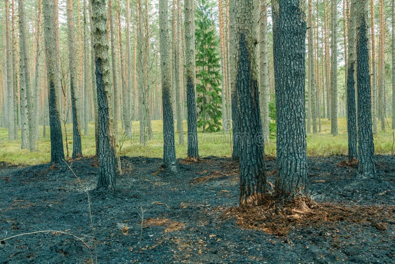 Foresta del pino dopo l'incendio violento in primavera fotografia stock libera da diritti Foresta del pino dopo l'incendio violento in primavera fotografia stock libera da diritti