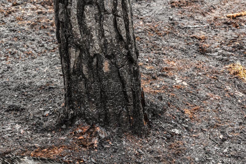 Foresta del pino dopo l'incendio violento in primavera immagine stock libera da diritti Foresta del pino dopo l'incendio violento in primavera immagine stock libera da diritti