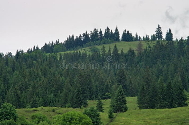 Foresta del pino sulla collina carpathians immagine stock libera da diritti Foresta del pino sulla collina carpathians immagine stock libera da diritti