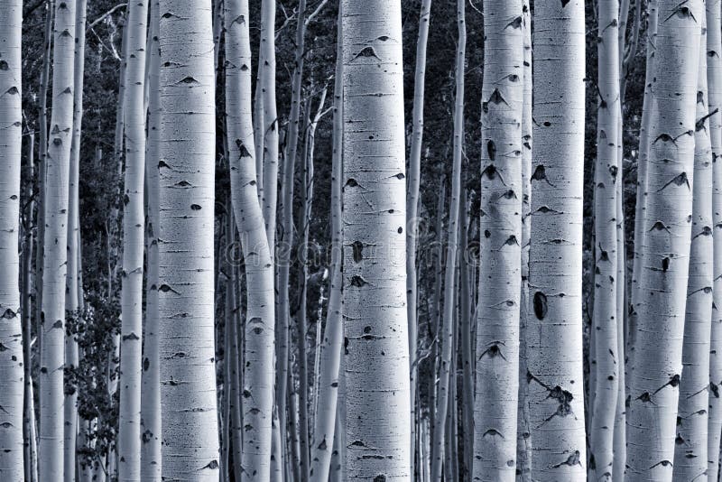 Foresta dell'Aspen immagini stock Foresta dell'Aspen immagini stock