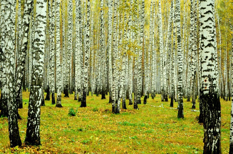 Foresta della betulla, Ekaterinburg, Russia fotografia stock Foresta della betulla, Ekaterinburg, Russia fotografia stock