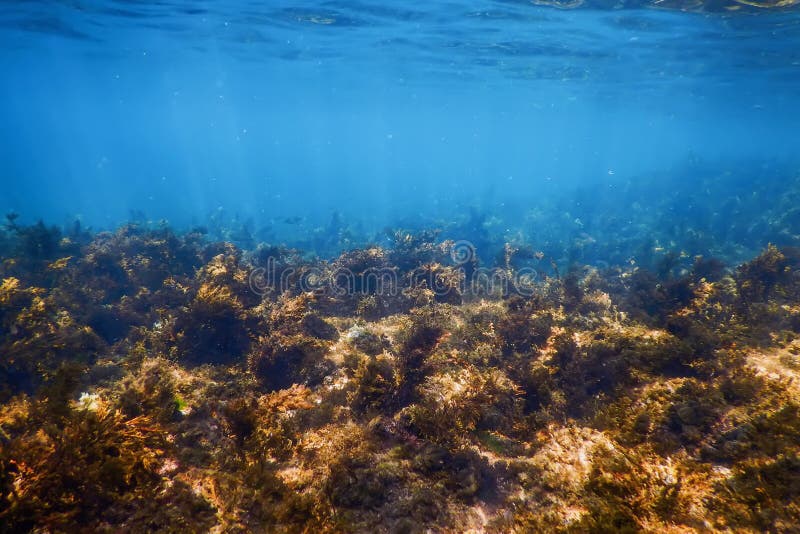 YIHUOMOLDS Stampo In Silicone A Tema Marino, A Forma Di Alghe Marine, Pesci Di Mare, Corallo, Per Decorare Torte, Cupcake, Cioccolato, Caramelle