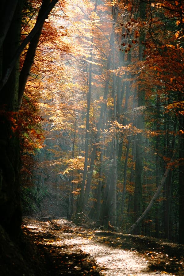Foresta di autunno