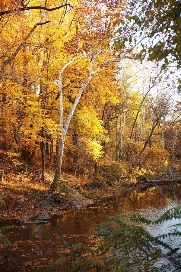 Foresta di autunno con il fiume