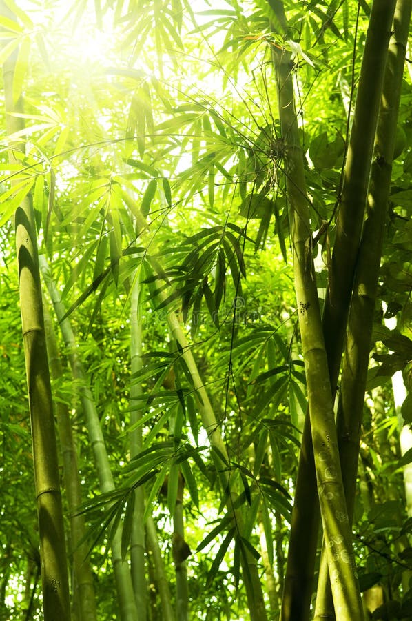 Foresta di bambù