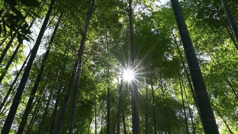 Foresta di bambù con il chiarore della lente