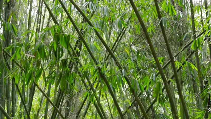 Foresta di bambù con vento fresco