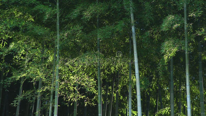 Foresta di bambù illuminata dalla luce del sole mattutino