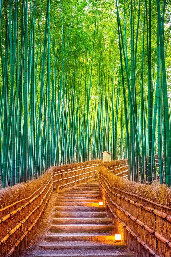 Bamboo Forest in Kyoto, Japan. Bamboo Forest in Kyoto, Japan.