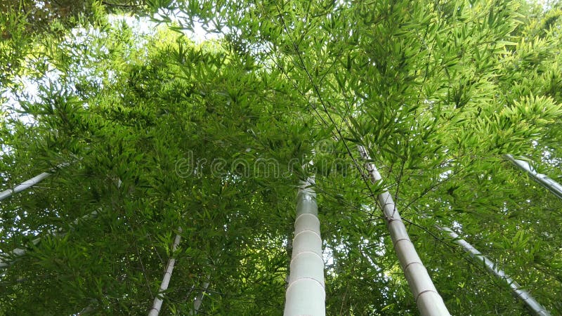 Foresta di bambù in primavera