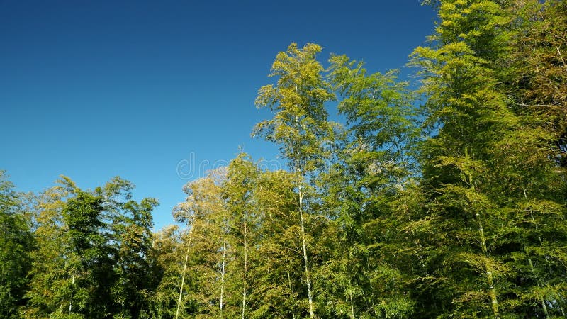 Foresta di bambù su sfondo blu