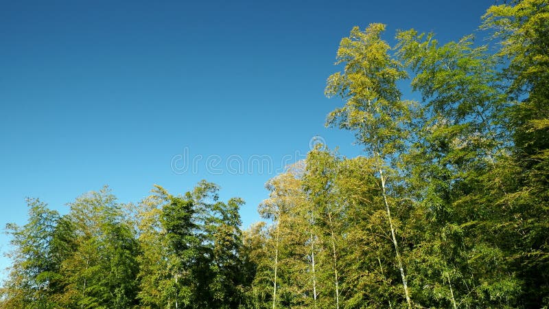 Foresta di bambù su sfondo blu