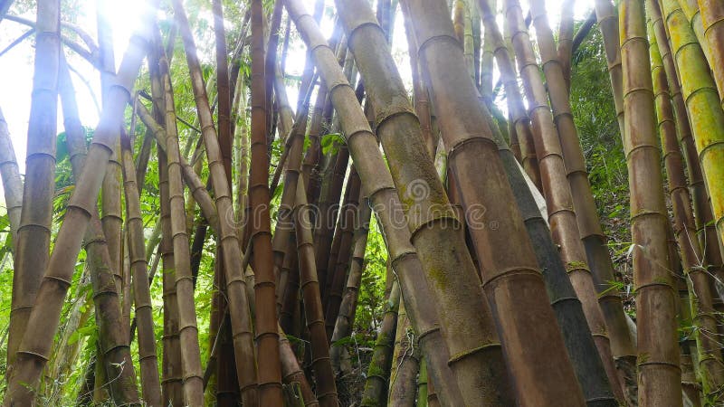 Foresta di bambù tropicale