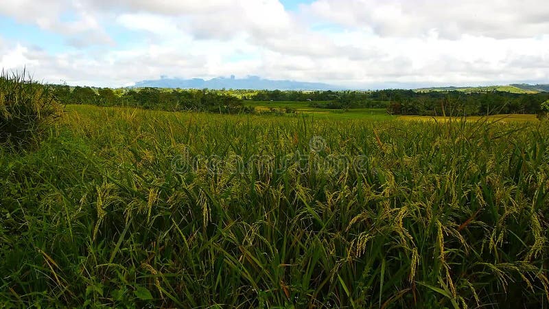 Foresta di bambù tropicale