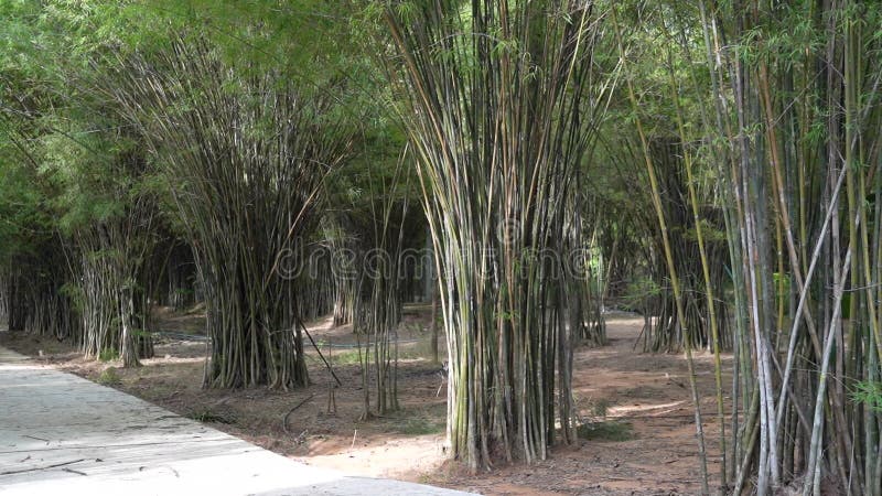 Foresta di bambù