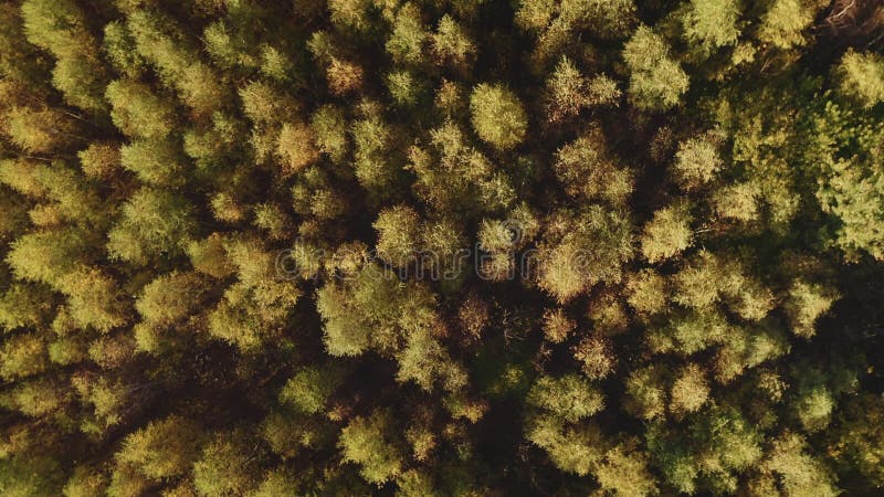 Foresta di betulla d'oro d'autunno dall'alto. vista aerea.
