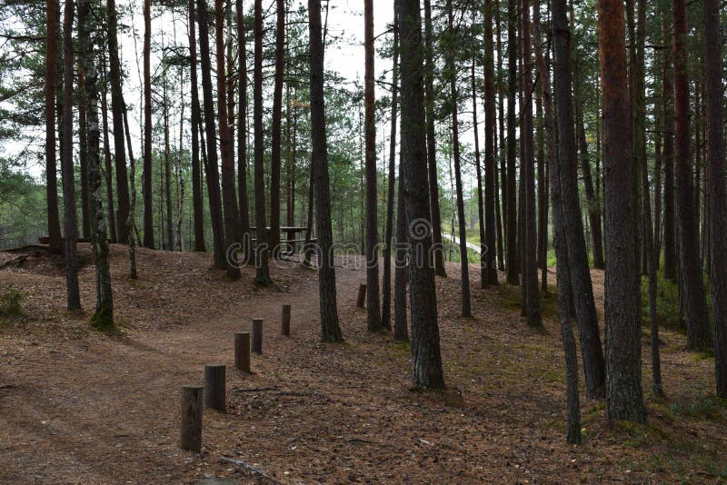 Foresta di conifere autunnale nebbiosa ad alba con i vecchi abeti rossi e pini Abete e pini in foresta selvaggia, accesa da luce fotografia stock Foresta di conifere autunnale nebbiosa ad alba con i vecchi abeti rossi e pini Abete e pini in foresta selvaggia, accesa da luce fotografia stock