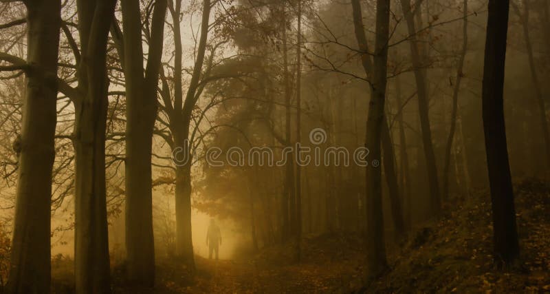 Foresta di faggio nebbiosa scura