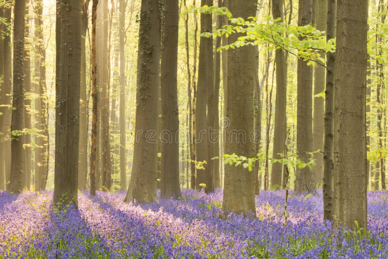 Foresta di fioritura di campanula alla luce solare di mattina fotografia stock libera da diritti Foresta di fioritura di campanula alla luce solare di mattina fotografia stock libera da diritti