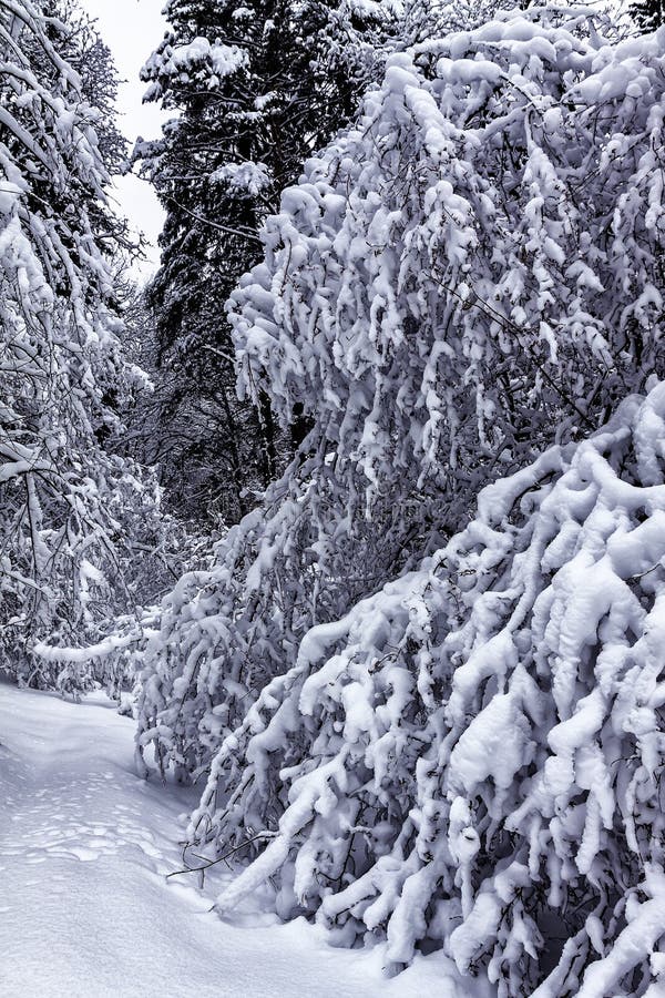 Foresta di inverno con molta neve La neve non è caduto tempo fa