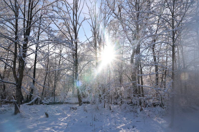 Foresta di neve con sole splendente tra gli alberi fotografia stock