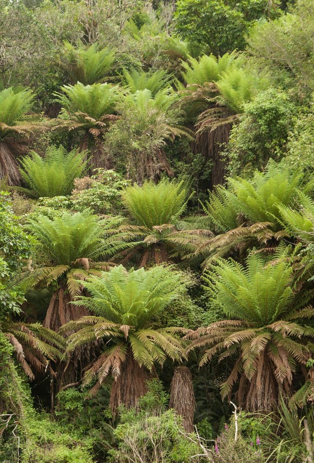 Foresta di Ponga alla vecchia passeggiata della strada della vettura di Ohakune immagine stock Foresta di Ponga alla vecchia passeggiata della strada della vettura di Ohakune immagine stock