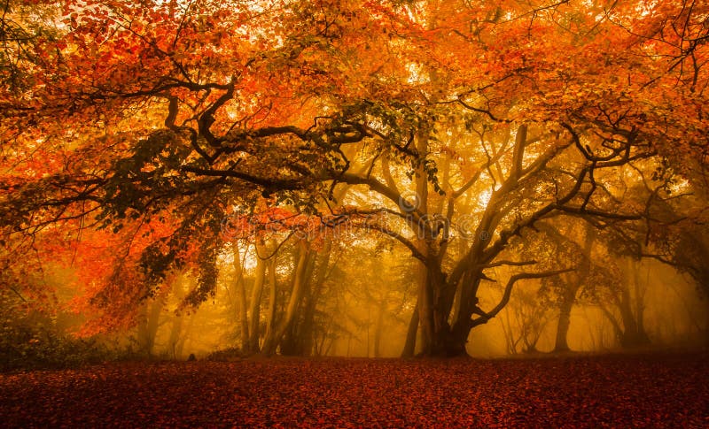 Foresta dorata di stagione di caduta fotografia stock libera da diritti